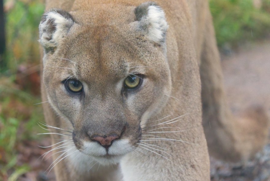 Cougar 2 0102